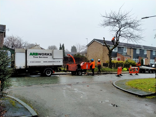 commercial tree work for seddons construction-image-1