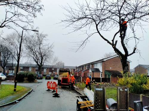 commercial tree work for seddons construction-image-3