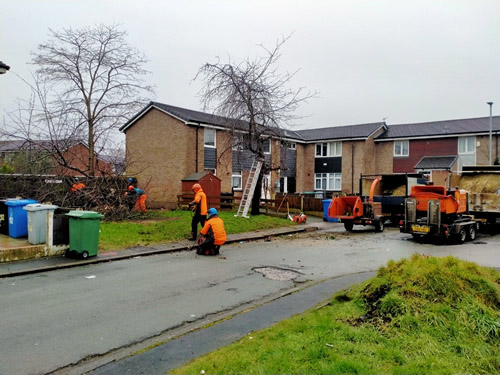 commercial tree work for seddons construction-image-4