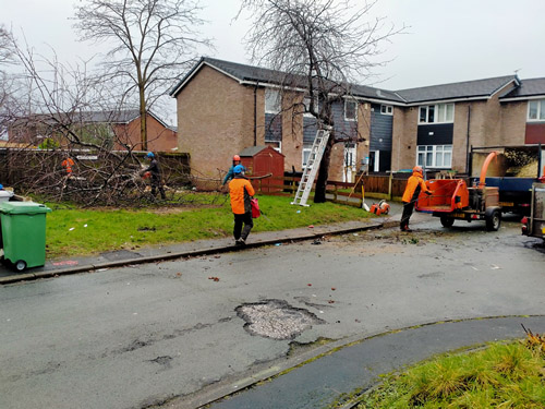 commercial tree work for seddons construction-image-5