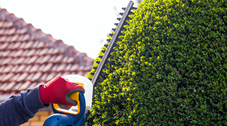 hedge trimming
