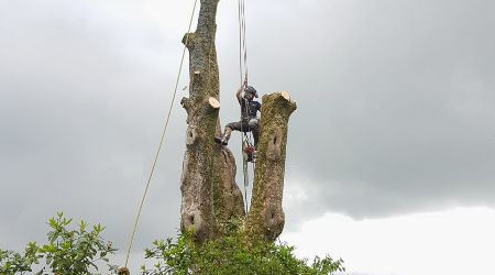 tree felling bolton