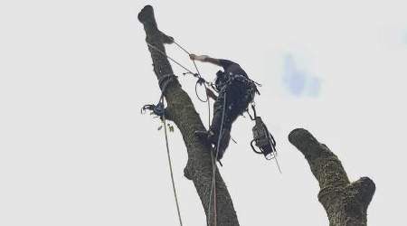 tree removal in bolton